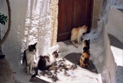 Katzen auf Kreta